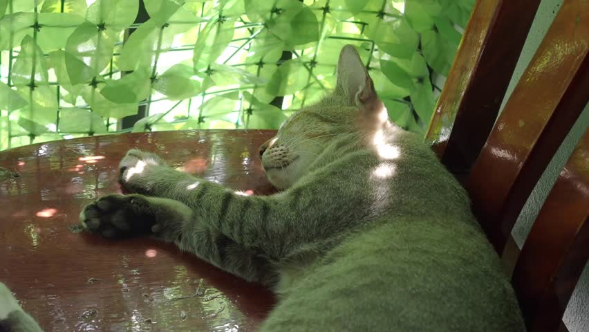 Patterned cat is sleeping soundly on a wooden red chair the chair features a high back with vertical slats and a rounded top rail.