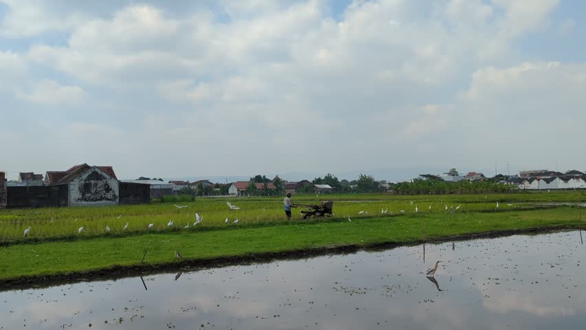 Farmer plowing mud in a lush green rice field using a hand tractor accompanied by white egrets looking for food under a clear blue sky