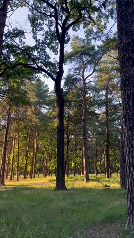 Video in park among tall pine trees at sunset with golden shadows on trees and grass