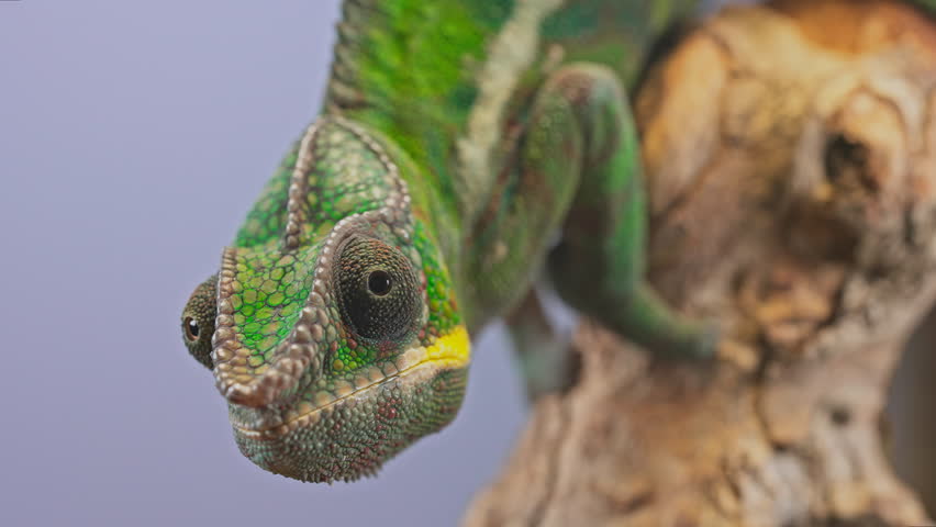 Vivid young panther chameleon