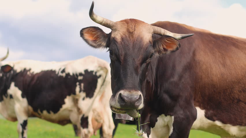 Close portrait of a horned cow wearing a bell in a mountain pasture, Other cattle rest and graze across the meadow in a softly blurred background