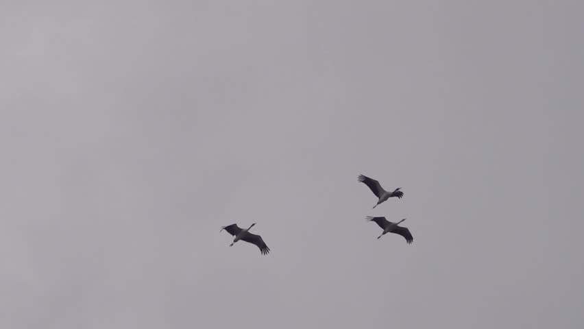 Three gray cranes are flying in a cloudy sky. Shangri La, Tibet, China