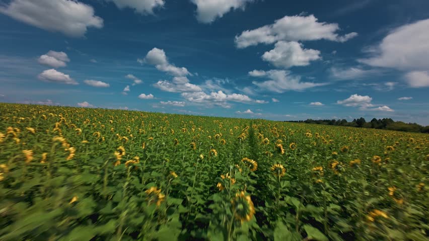 Aerial fpv shot sunflowers swaying across rural farmland under blue sky.