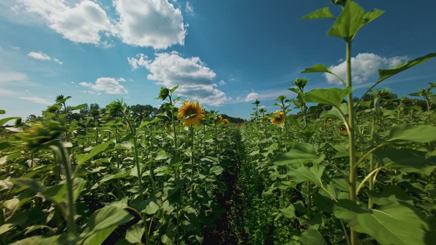Aerial fpv sunflowers swaying through rural field rows under blue sky with scattered clouds.