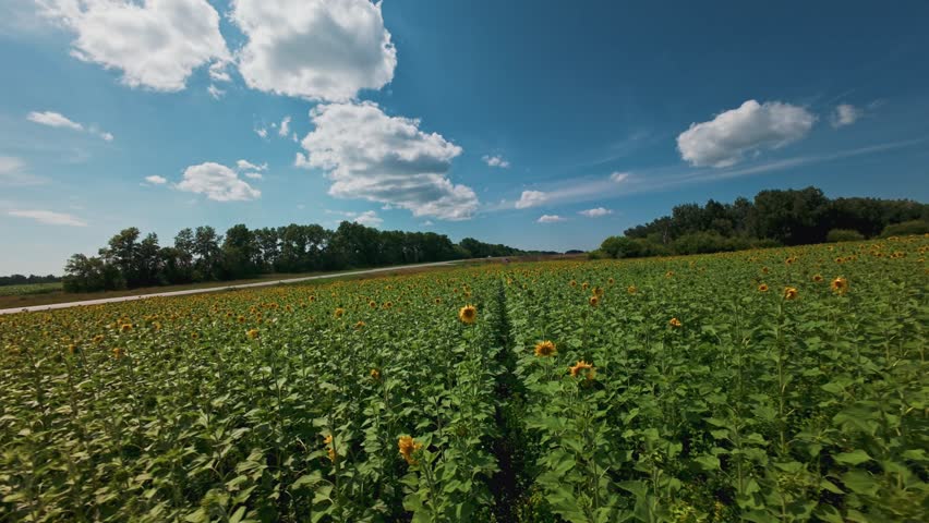 Aerial fpv sunflowers swaying in summer field under blue sky with moving clouds.