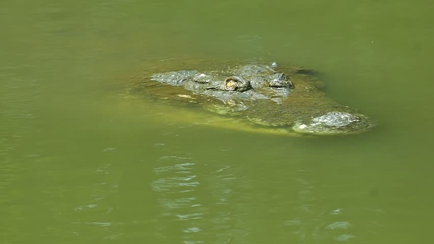 A saltwater crocodile is hiding in the water, revealing only its eyes.