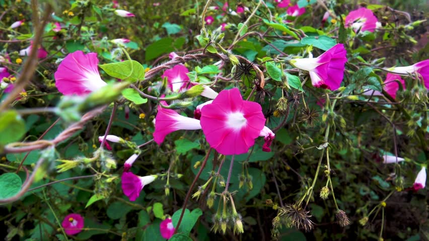 common morning-glory (Ipomoea purpurea) creeper. China. Xining.
