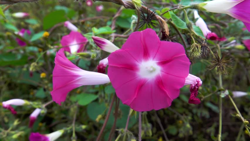 common morning-glory (Ipomoea purpurea) creeper. China. Xining.
