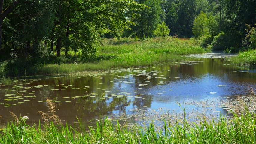 Peaceful summer landscape of a calm woodland pond with lily pads reflecting the blue sky and green trees
