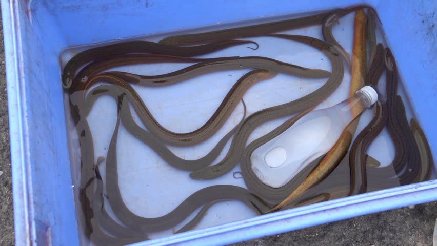 Snake-like fish Pond loach (Misgurnus anguillicaudatus) on market for sale in Xining City, China