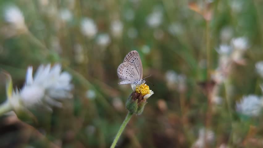 A blue grass butterfly resting on a white grass flower.