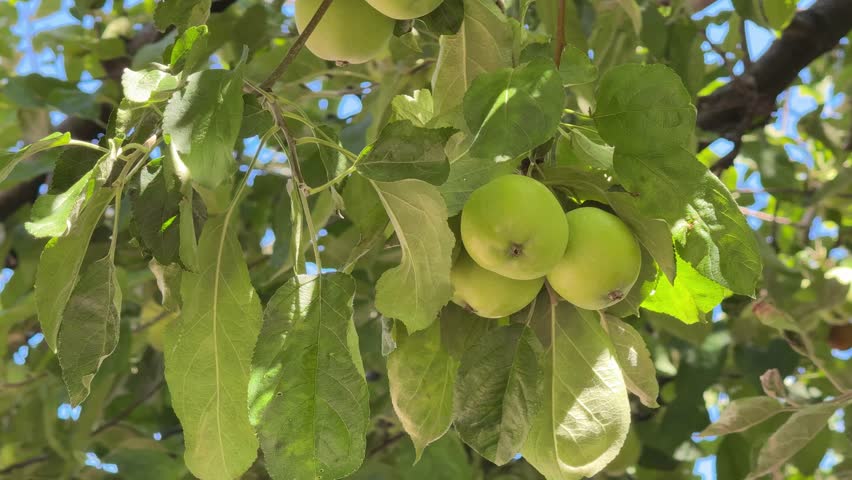 Green apples on a tree.
