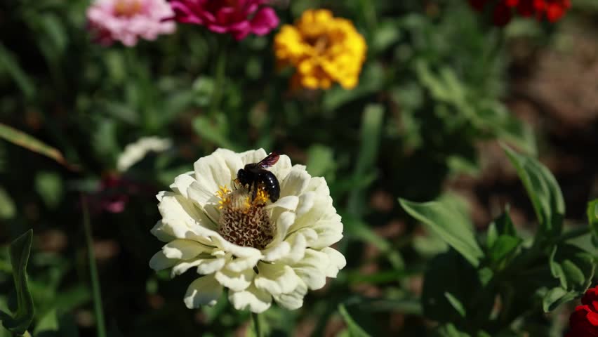 Violet carpenter bee collecting nectar on white zinnia flower in sommer garden