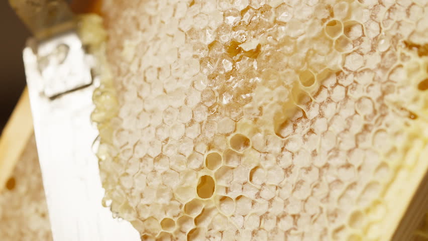 Beekeeper manually cutting sealed honeycomb with knife from frame. Honey production, apiary, natural beekeeping products. Unclog. Slow motion 