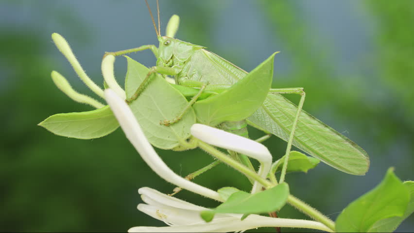 Vibrant green singing bush-cricket female (long-winged form) sitting on fresh honeysuckle branches. Side view of big, vivid grasshopper on snow-white buds and green leaves