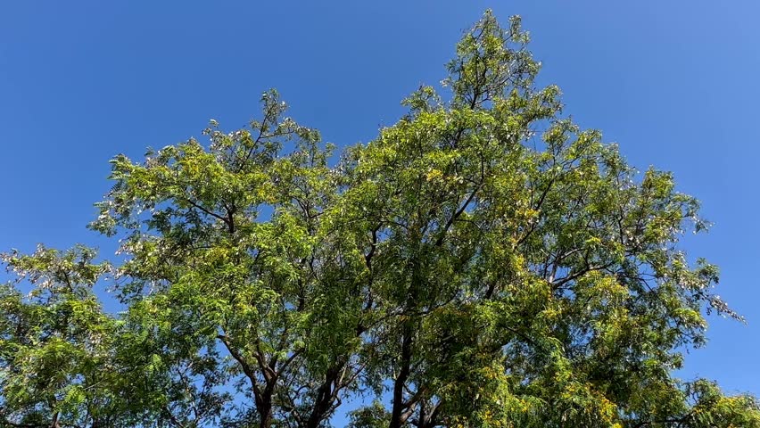Lush green treetops reach up toward a vibrant clear blue sky on a bright sunny summer afternoon with rich foliage and dark branches visible in an outdoor natural perspective