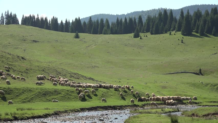 Traditional Sheep Grazing in Mountain Valley. Flock of Sheep Grazing Mountain Pasture Summer Alps