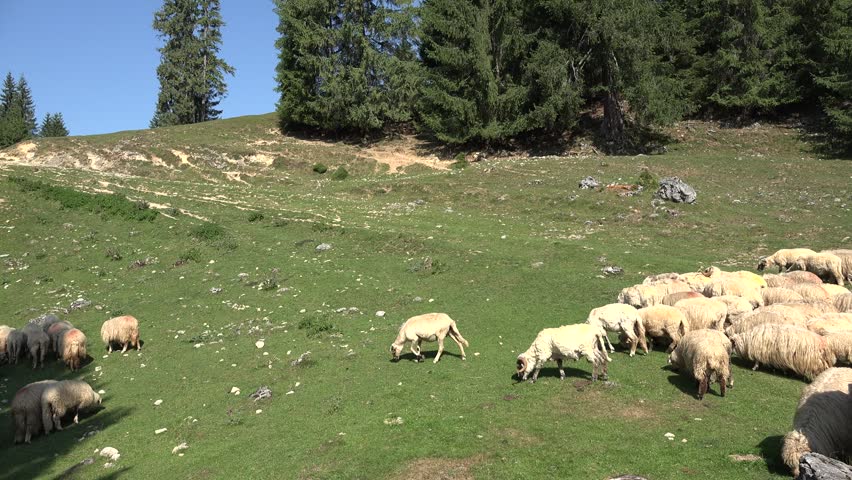 Traditional Sheep Grazing in Mountain Valley. Flock of Sheep Grazing Mountain Pasture Summer Alps