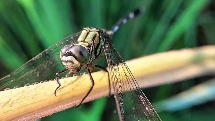 dragonfly perched on the tip of a trunk during the day at close range. dragonfly macro video