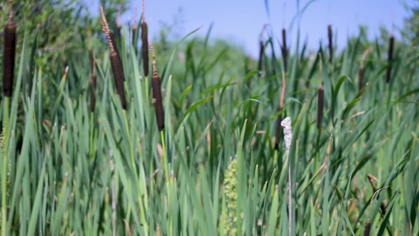 Tall green reeds sway gently in a sunlit marsh. Dark brown cattails stand tall against a clear blue sky. One cattail reveals a pale, fluffy seed head