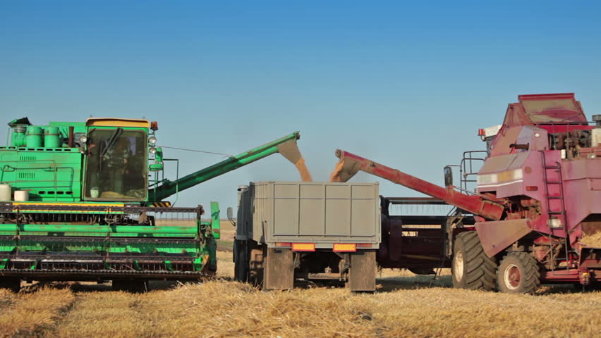 Summer. Field. Sunny weather. The two harvesters unloads the grain from the