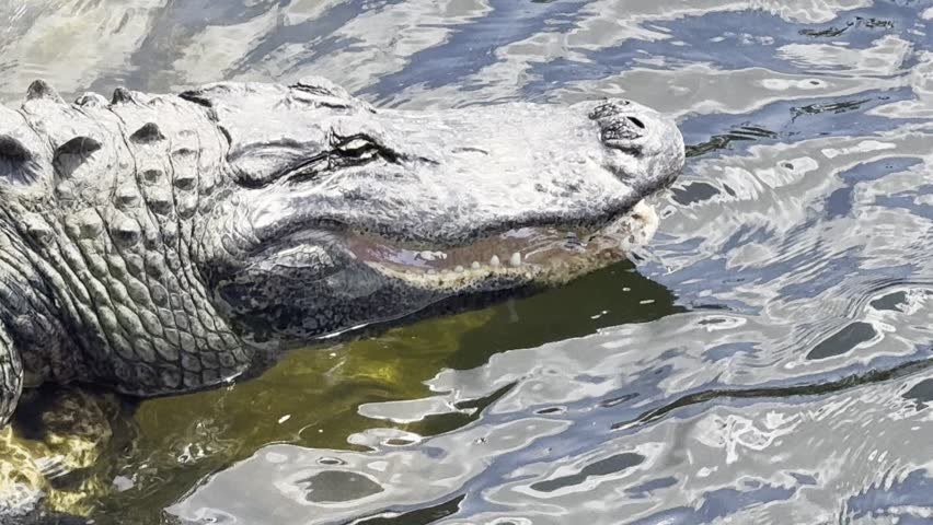Handheld close-up video of an American alligator resting in water with its eyes closed and mouth slightly open. The alligator remains still while the camera drifts downward to show more of the textured neck, scales, front leg, and rippling water around the reptile. No identifiable people visible.
