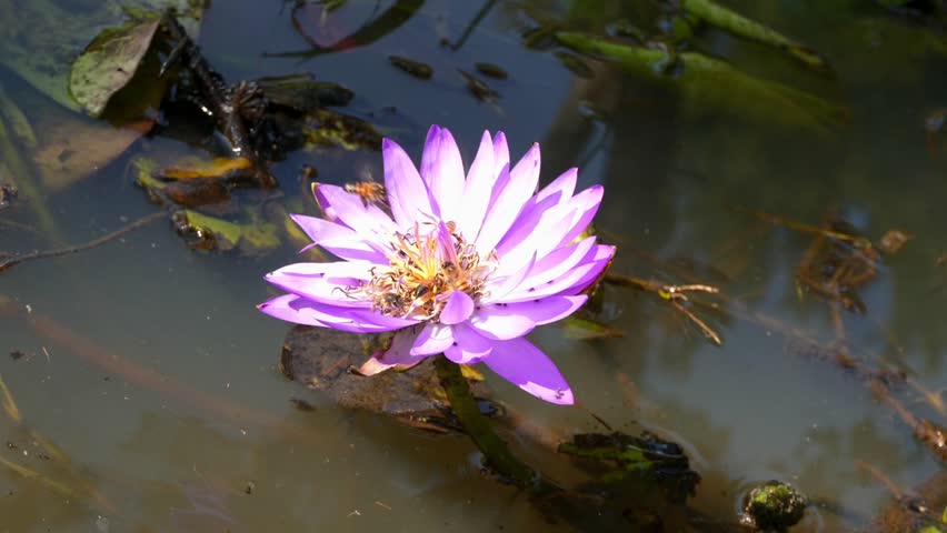 Close-up shot of several small bees actively gathering pollen from the bright yellow center of a vibrant purple water lily flower (Nymphaea). The aquatic plant gently sways above murky pond water, surrounded by green lily pads under direct natural sunlight. Perfect for concepts of biodiversity, nature, pollination, wetlands, and aquatic flora. Purple 