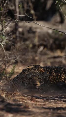 A vertical shot of a weary leopard lying low in the dry African bush, exhaling a puff of dust as heat and flies take their toll in the afternoon sun