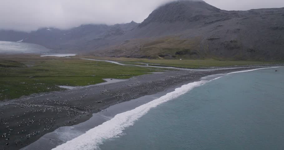 A drone view of immense gathering of King Penguins along the black sand beach with misty mountains at St Andrews Bay in South Georgia, Antarctica