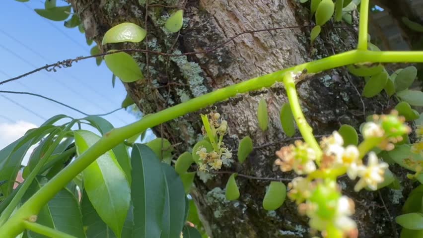 Ants Crawling on a Green Stem Near Tree Bark and Epiphytes, Macro view of black ants navigating a bright green plant stem that crosses in front of a textured tree trunk covered with small, round epiphytic leaves and tiny flowers.