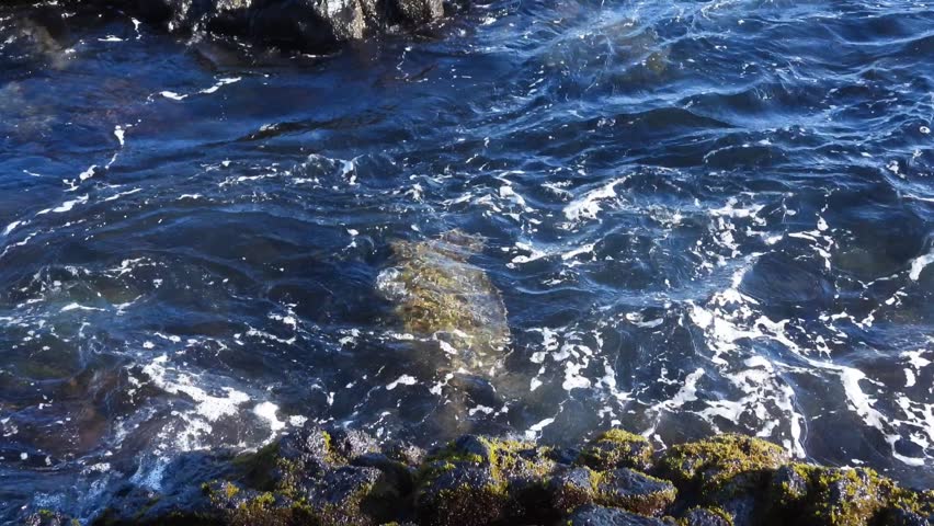 This is a short video of a big sea turtle off the shore in Hawaii.  The beast was busy eating, as well as possible while rising and falling in with the ocean waters.  The video was filmed at the western shore on the big Island.