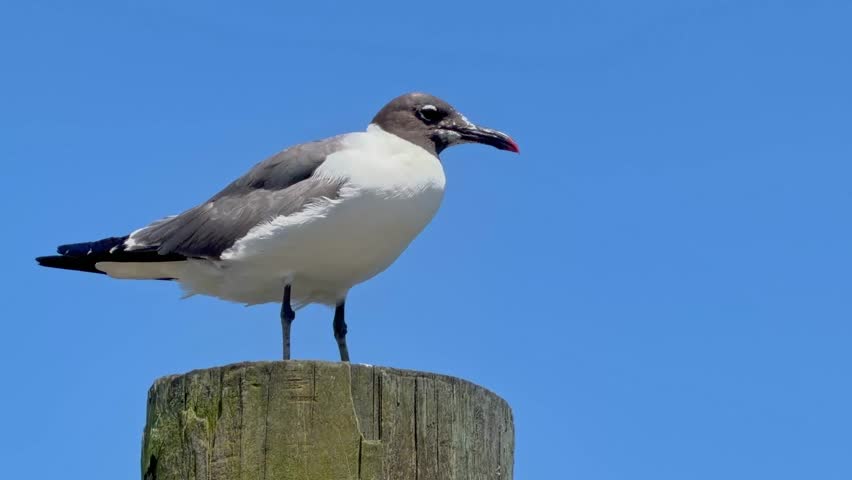 Black and white Laughing Gull seagull standing on a wood pylon isolated against a blue sky with copy space