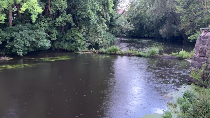 A peaceful woodland river flows around an overgrown low weir surrounded by dense green trees and riverside vegetation. The divided water flow, aquatic plants and secluded natural setting create an atmospheric freshwater scene suitable for ecology, hydrology, conservation, environmental documentaries and tranquil nature backgrounds.