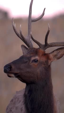 Close up portrait of a majestic elk with antlers in the wild.