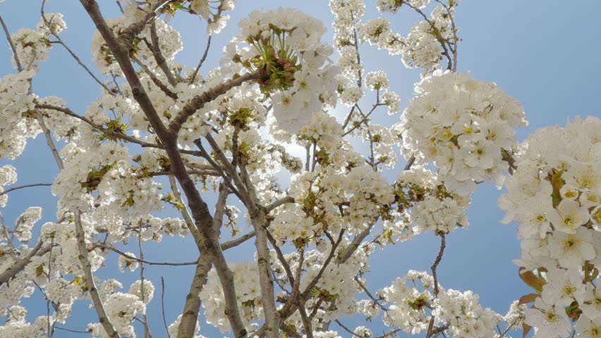 Blooming a Wild Cherry tree full of white flowers against a blue sky and bright sun background, the flowers are backlit by the sunlight, camera moving down