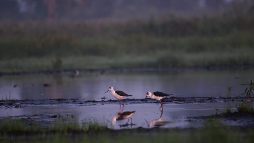 The pied stilt (Himantopus leucocephalus), also known as the white-headed stilt, is a shorebird in the family Recurvirostridae.