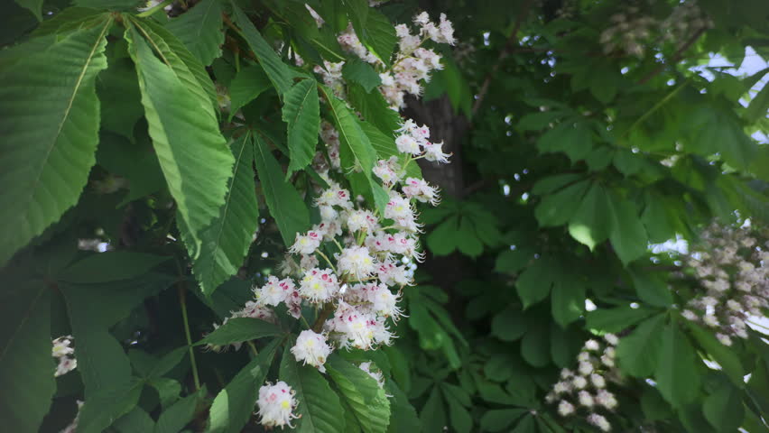 Horse-Chestnut tree is in full bloom with small colorful flowers swaying in the wind against a backdrop of thick green foliage.
