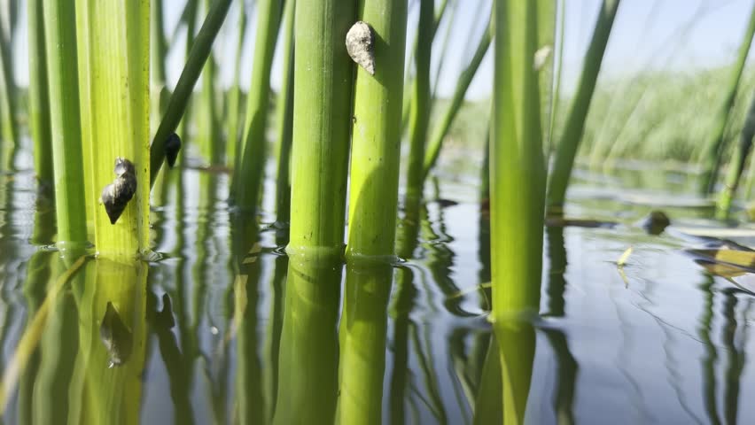 Low water level cinematic glide through dense green reeds in a peaceful freshwater wetland. Small freshwater snails cling to reed stems while gentle ripples distort reflections across the calm water surface. Floating lily pads and dry reed leaves drift slowly under warm summer sunlight and a light breeze. Natural macro perspective highlighting wetland ecology, aquatic plants and tranquil lakeside habitat
