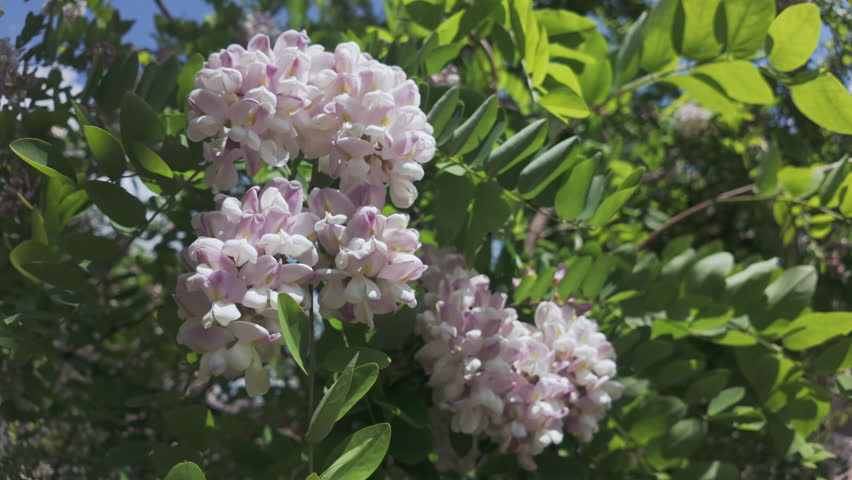 Bottom-up view of white-pink flowers of the blooming Pink Acacia or Clammy Locust (Robinia viscosa), swaying in the wind