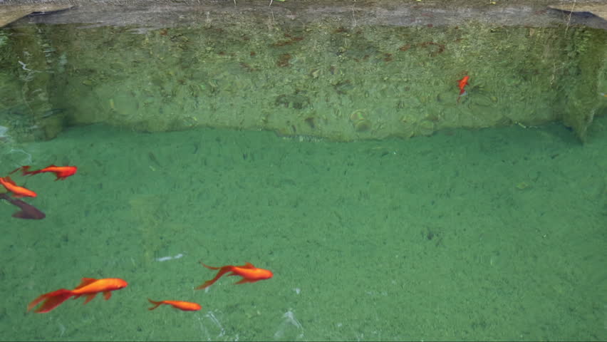 Vibrant Common Goldfish (Carassius auratus) Elegantly Swim in Calm Aquarium Waters Amidst Small Debris, Capturing Serenity and Natural Beauty