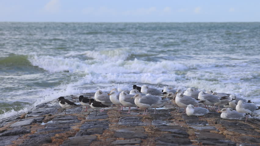 A group of gulls and oystercatchers on a rocky breakwater with breaking waves and open sea under a cloudy sky. Ostend town in Belgium, Europe.