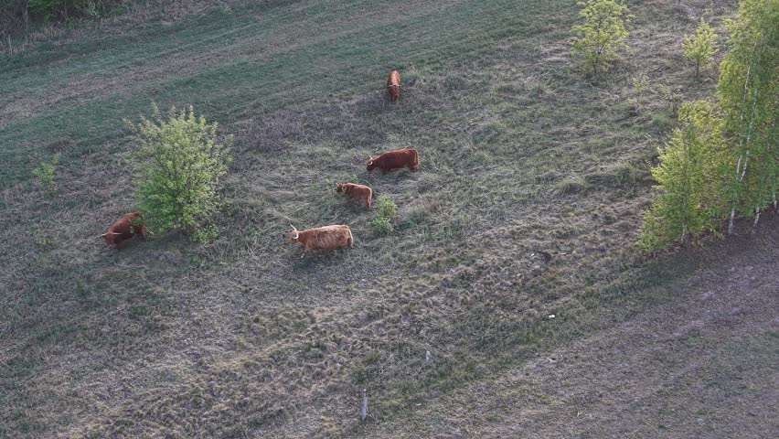 Shaggy cattle herd grazing across green pasture