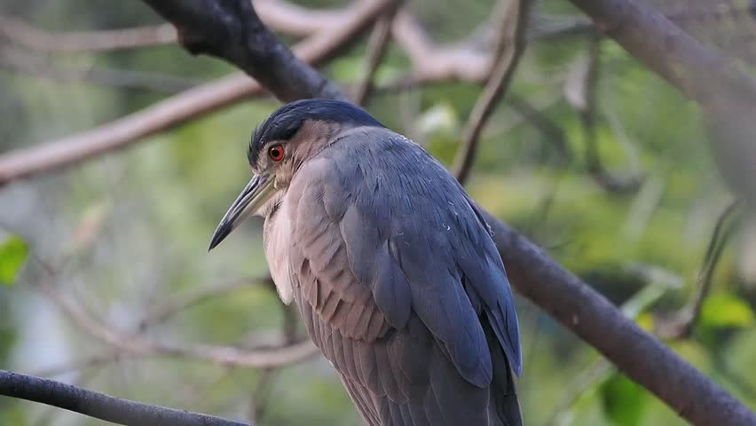 Close up portrait of a Black crowned Night Heron perched on a tree branch with a natural blurred background