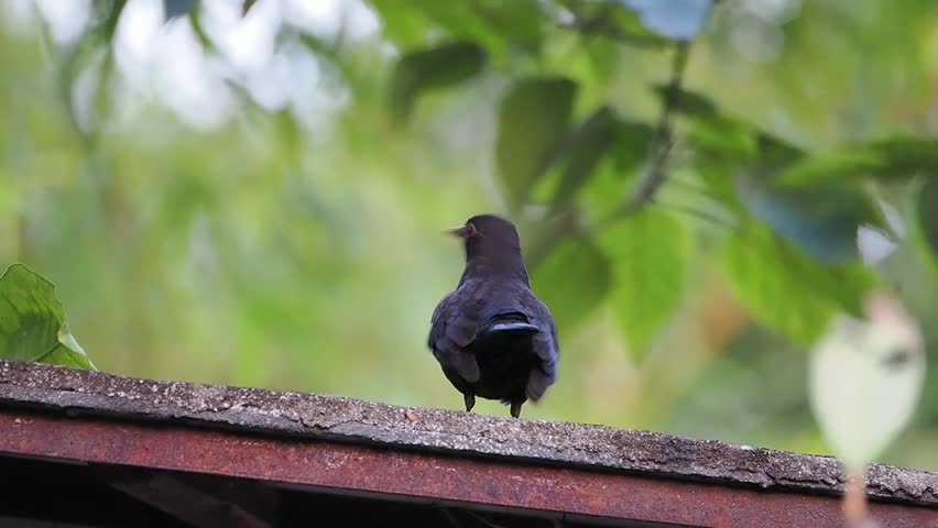 Close up of a female blackbird perched on a weathered roof ledge against a blurred green foliage background
