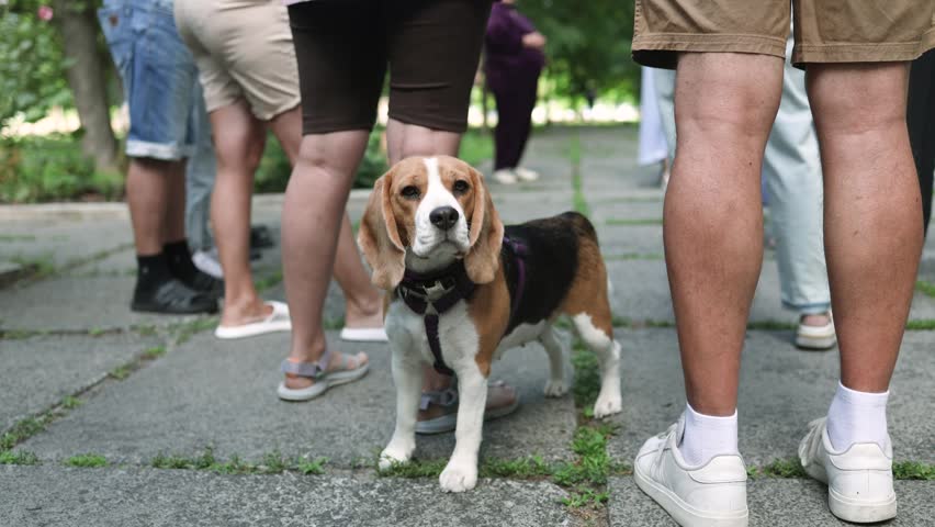 An unrealistically handsome young male Beagle near his owner outdoors. A dog barks at camera.