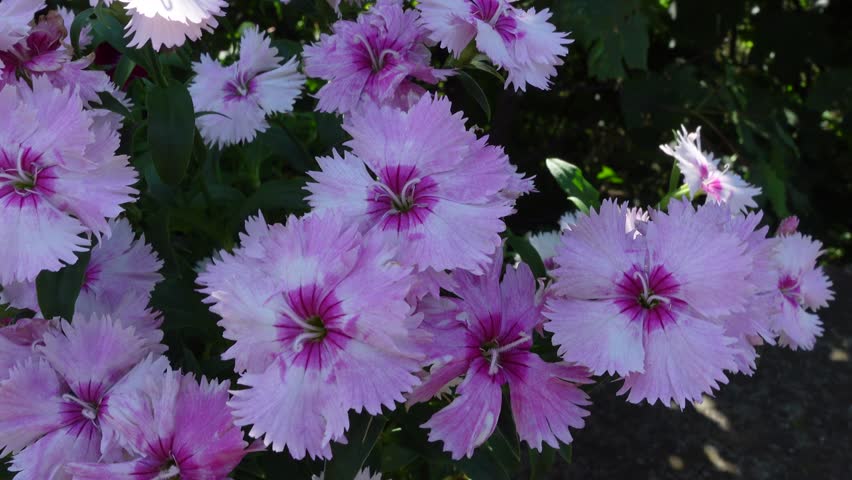 Close-up of blooming pink Dianthus flowers in a garden