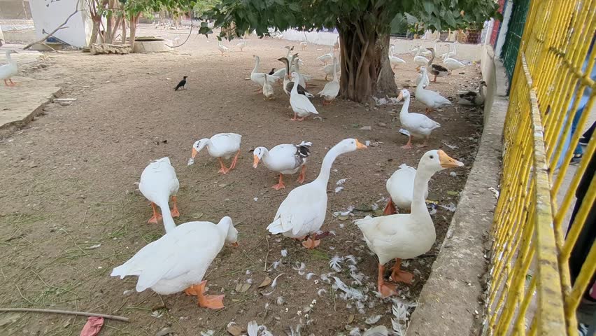 A large flock of domestic white geese foraging on the ground under a tree.