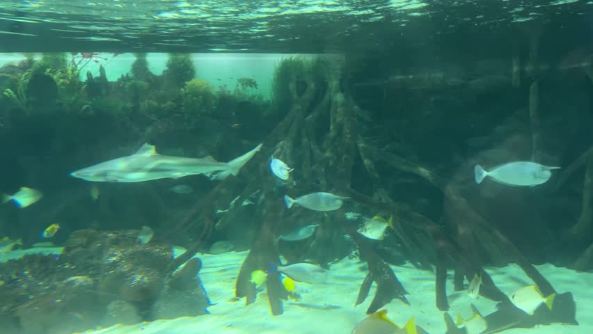 Blacktip reef shark Carcharhinus melanopterus swimming through mangrove aquarium above sandy bottom with tropical reef fish and rays. Marine wildlife, underwater habitat, aquatic biodiversity, conservation.