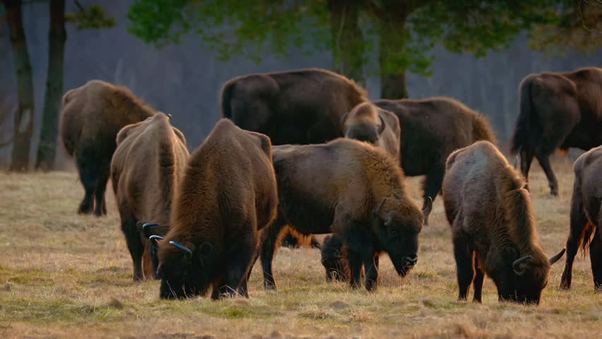 herd of European bison grazing in a grassy meadow near a forest at golden hour