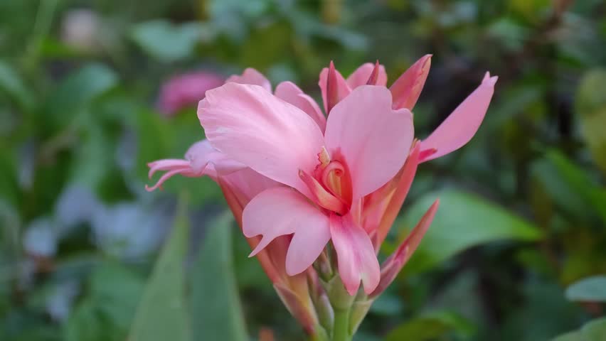 Pink Beautiful Canna Lily Flower Blooming in Garden